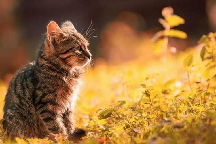 梦见打死猫有什么预兆解梦女