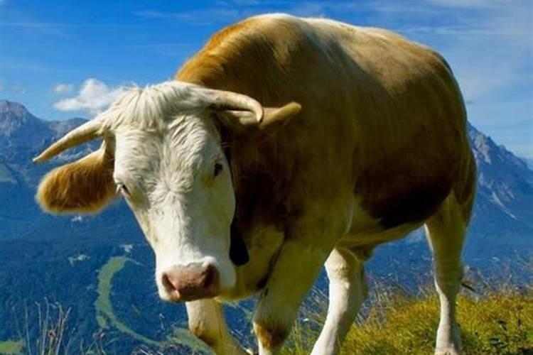 梦见牛是什么征兆？？