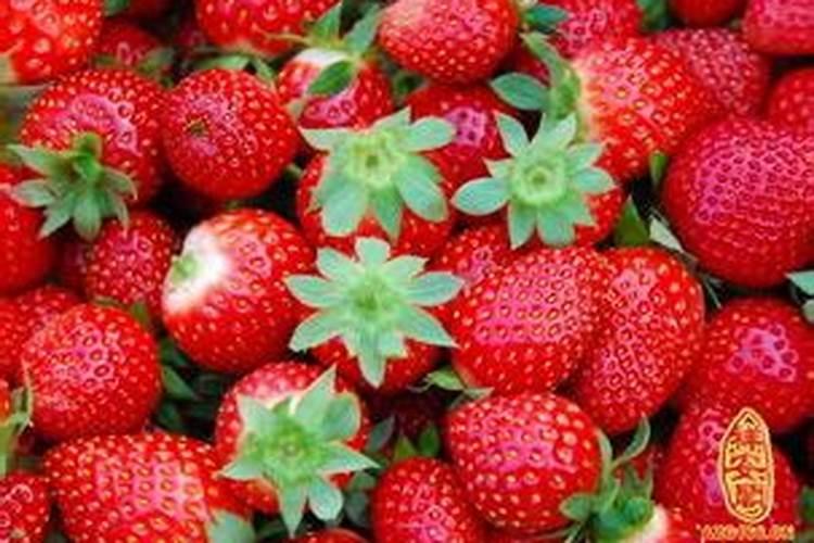 梦见摘很多草莓是什么意思