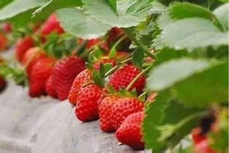 梦见自己摘草莓是什么意思周公解梦