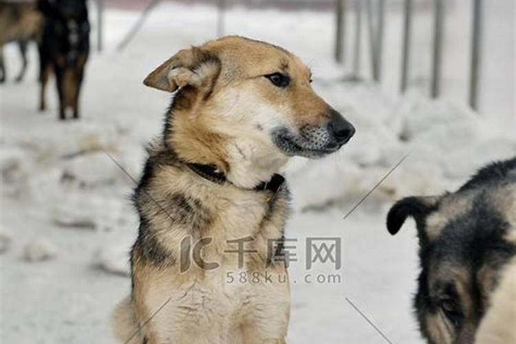 无家可归猜一动物和生肖