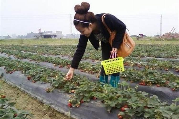 梦见摘草莓是男孩还是女孩