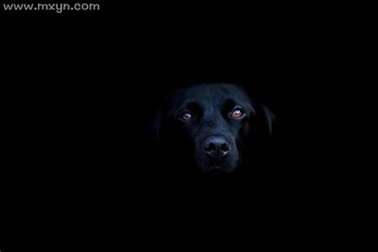 梦见大黑狗是什么意思