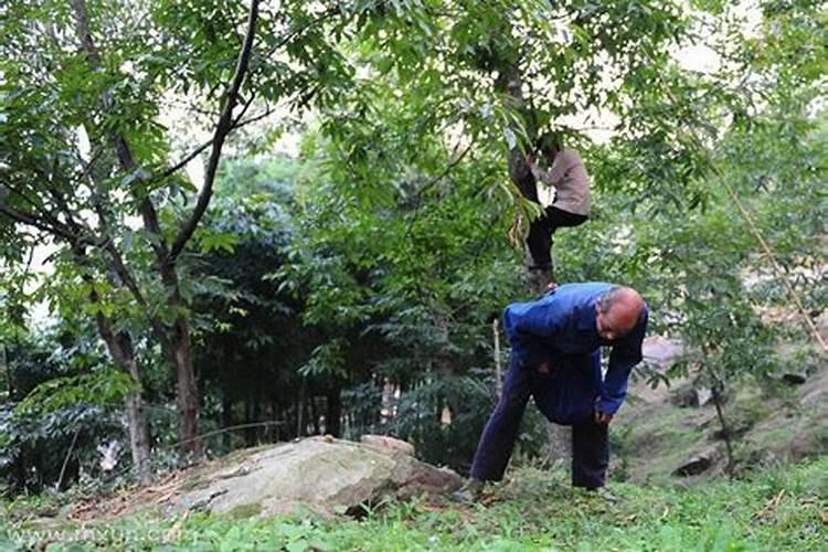 梦见捡核桃是什么预兆女性