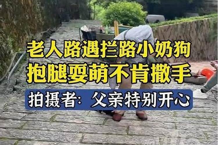 梦见狗拦路预示什么呢