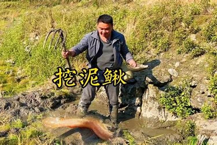 嘴里挖泥鳅死也挖不出来是什么生肖