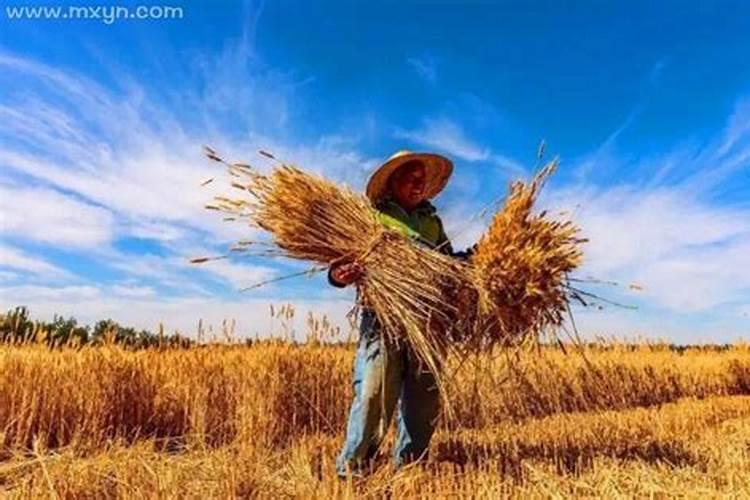梦到麦子是什么寓意周公解梦