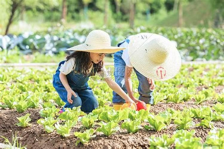 梦到去菜地摘菜