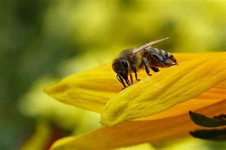 梦见蜜蜂蛰自己什么预兆