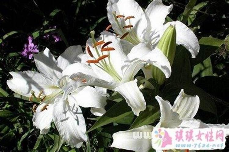 梦见百合花什么意思