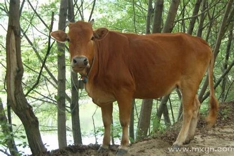 梦见牛是什么意思有什么预兆怀孕初期