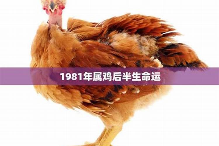 1981年属鸡后半生运程