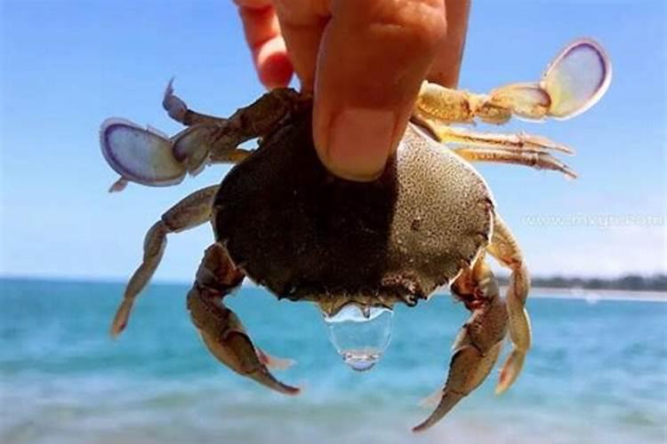 梦见螃蟹是什么意思咬别人,自己捉住螃蟹关起来