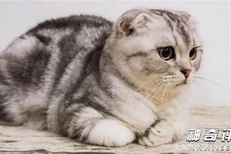 属鼠的为什么不能养猫