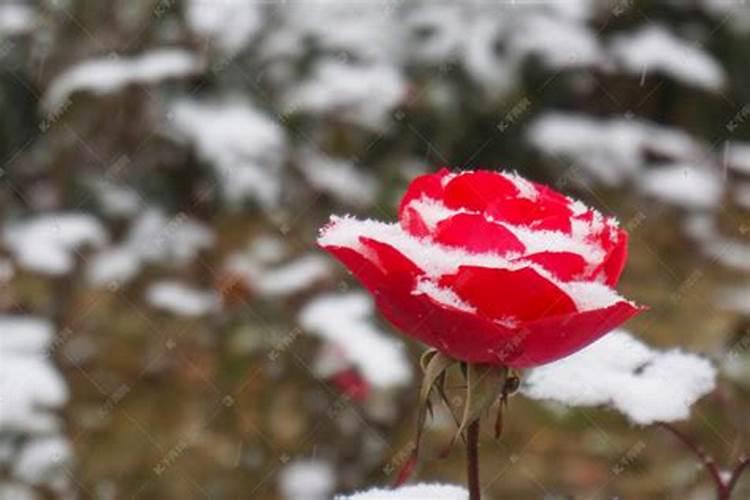 女人梦见雪有什么预兆还花