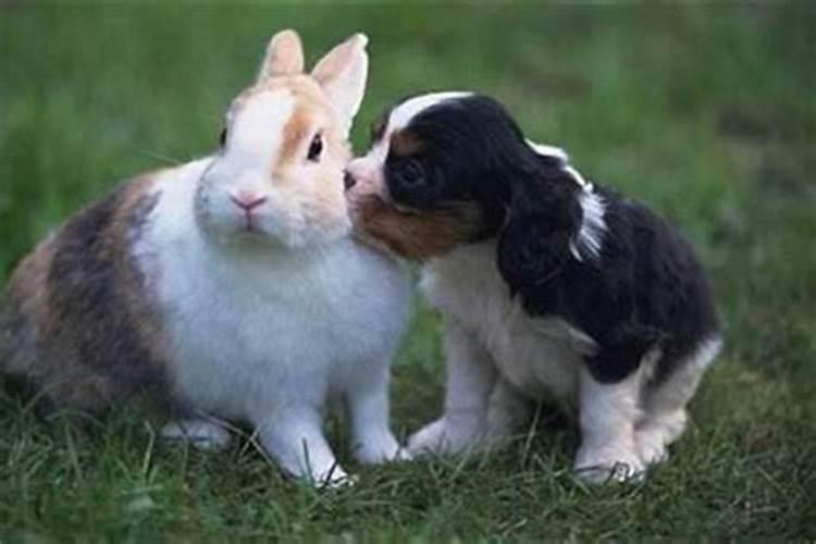 兔子和狗狗的生肖配吗