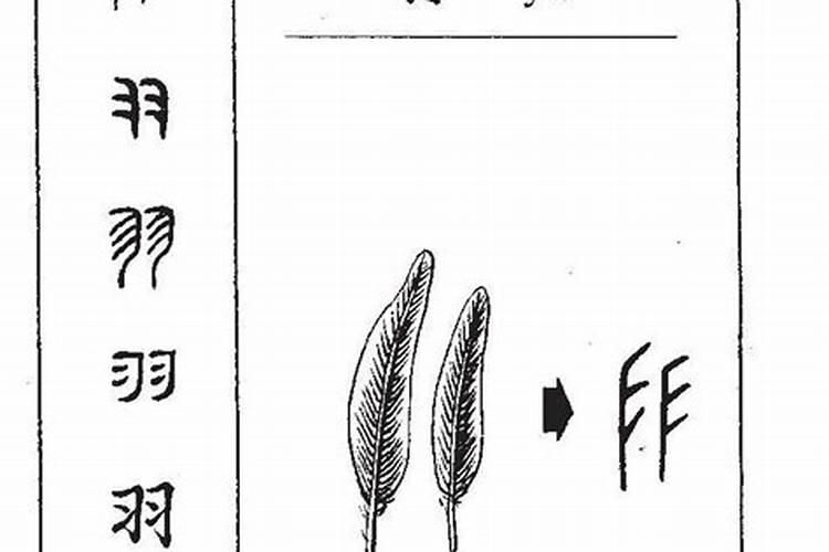 羽字是属于五行属什么