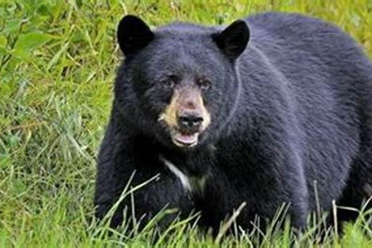 梦见黑熊是什么预兆
