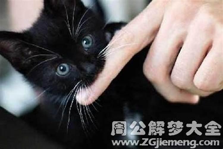 梦见猫咬我什么意思啊