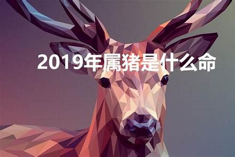 2019年猪年是啥命格