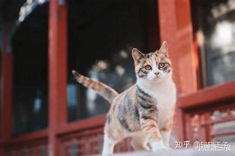 女人梦到小猫预示着什么