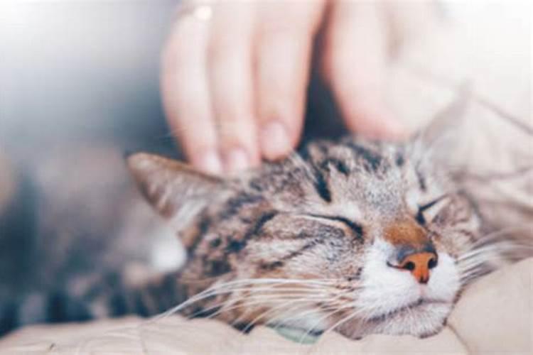 女人梦到小猫预示着什么