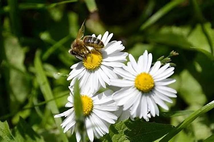 蜜蜂在风水学上意味
