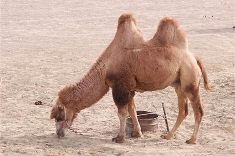 双子座的骆驼