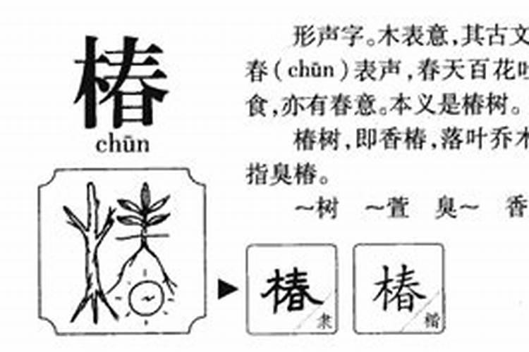 康熙字典椿字五行属什么