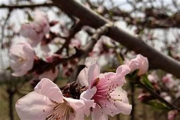 除烂桃花佩戴什么