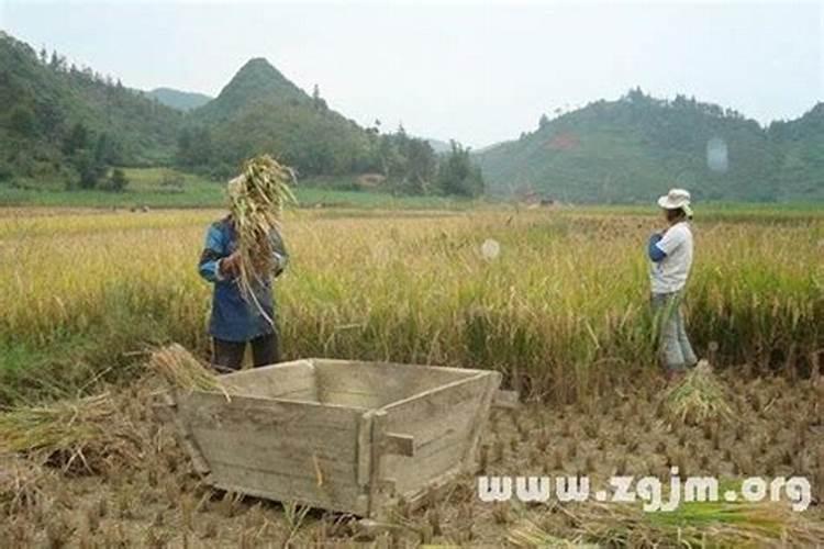 梦见谷子打成大米什么意思