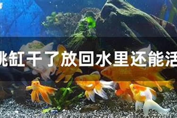 梦见救了水里的鱼