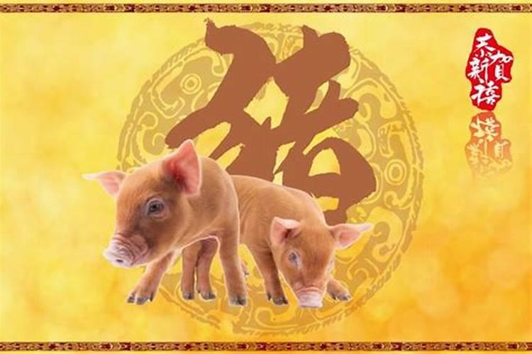 生肖猪今年财运