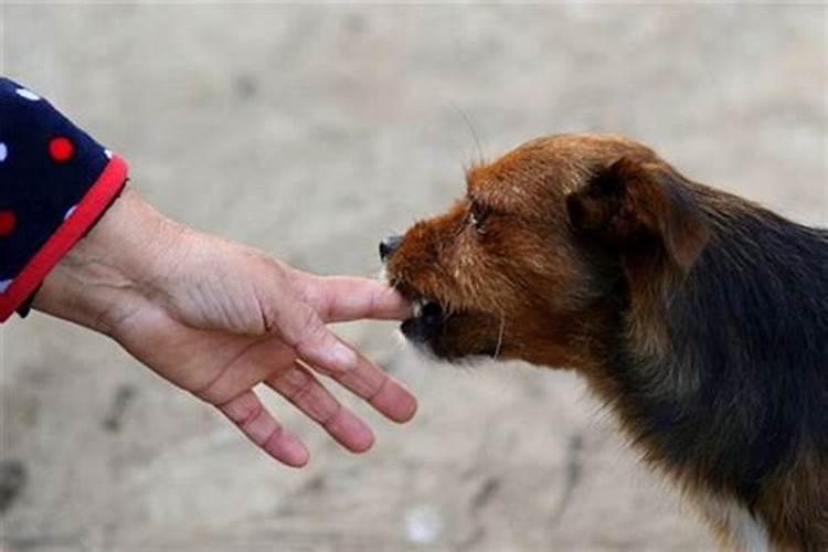 梦见狗咬我的手然后我把狗打死了