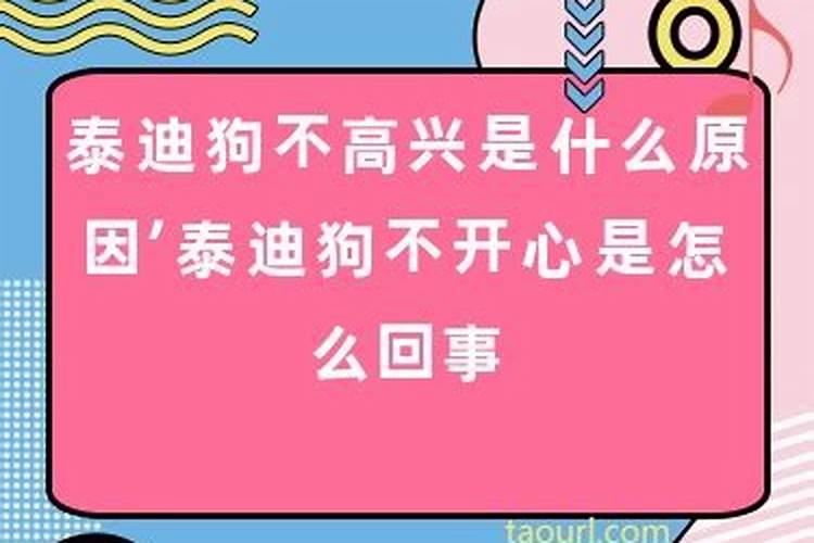 梦见好多泰迪狗怎么回事