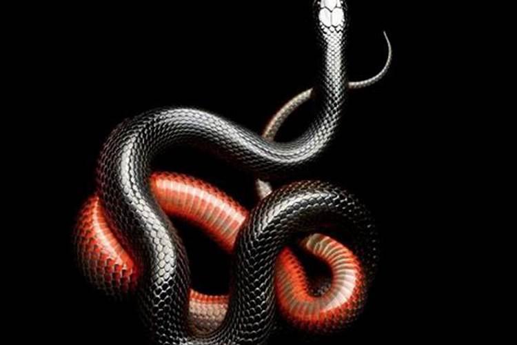 怀孕梦见蛇是什么意