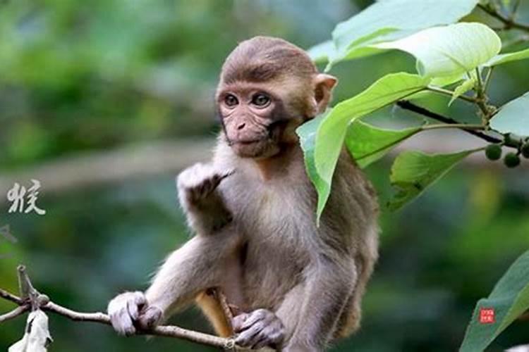 属猴的是什么命2004年出生的