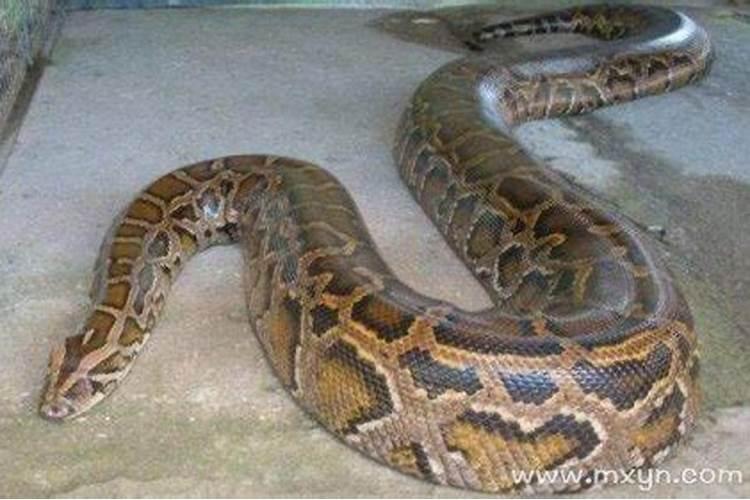 梦见一条大蟒蛇进家里来了一只