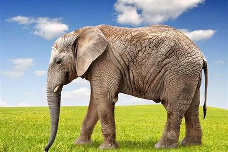 梦见大象是什么征兆