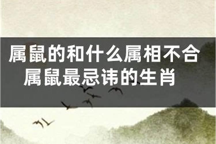 鼠和什么属相不合