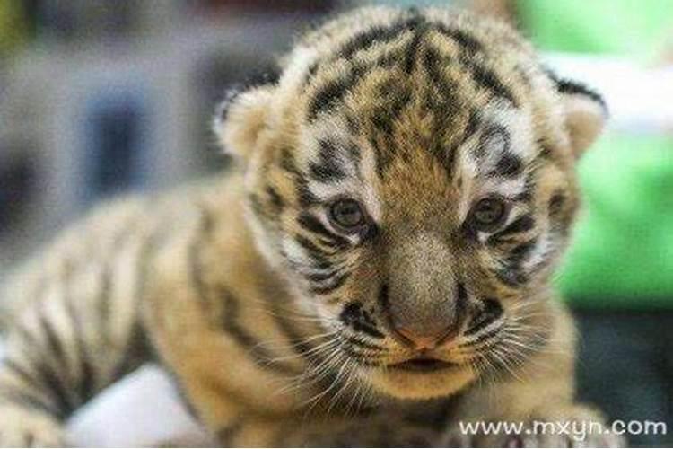 怀孕梦见小老虎是什么预兆