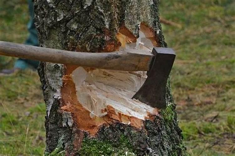 梦见砍树是什么征兆女性