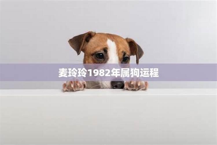 1982年属狗的2023年运势和财运怎么样