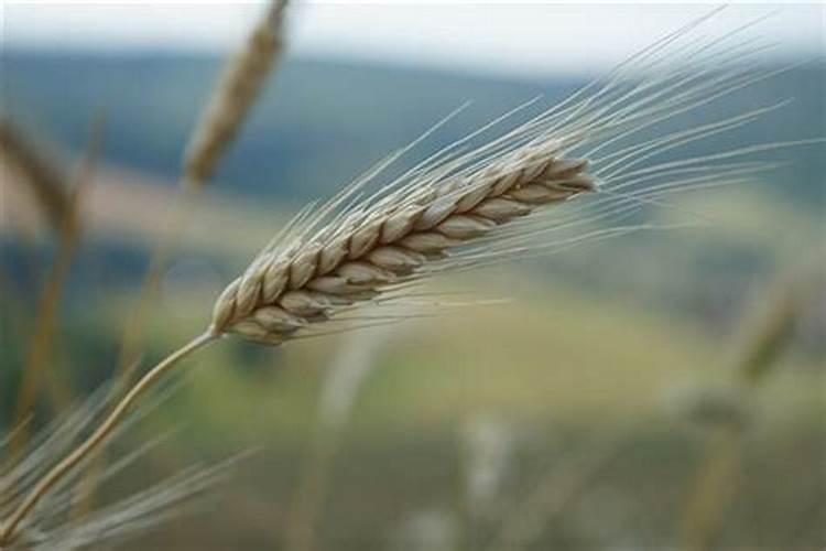 梦到麦子是什么意思周公解梦