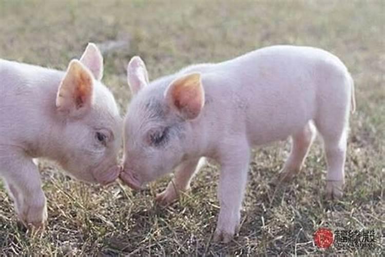 天蝎座今年的婚姻状况