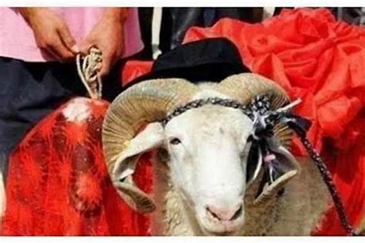 79属羊女人婚姻与命运如何