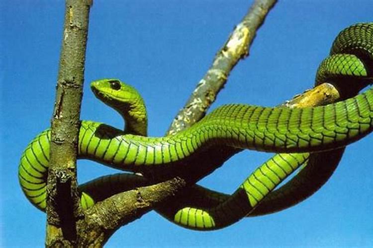 女人梦见好多蛇在树上