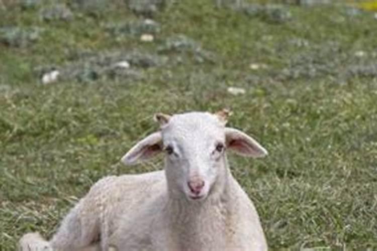 梦见死羊是什么意思是什么