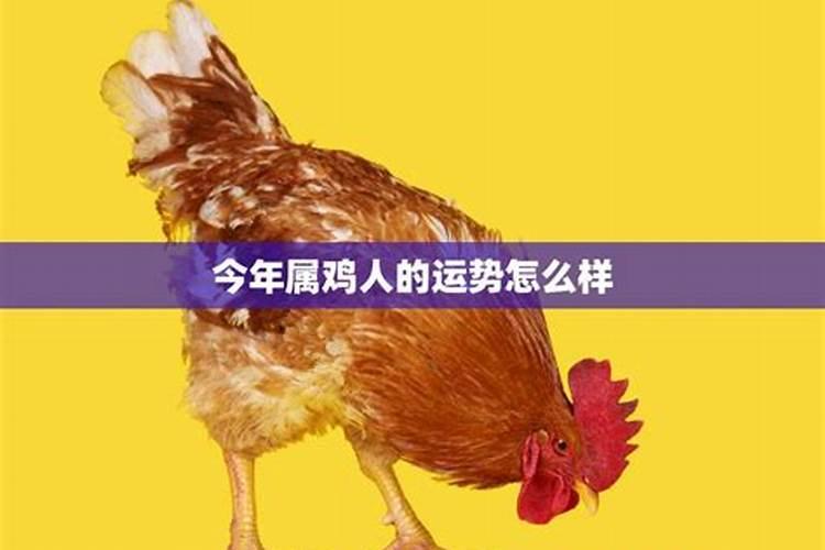 2023年属鸡人的运气如何