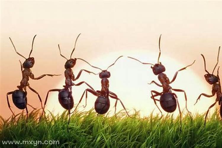 梦见很多的蚂蚁什么意思呀